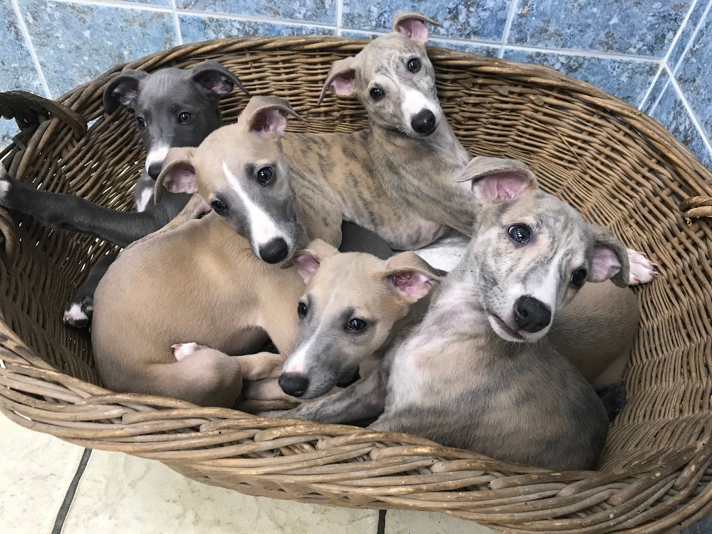 chiot Whippet Your Heart Of Gold