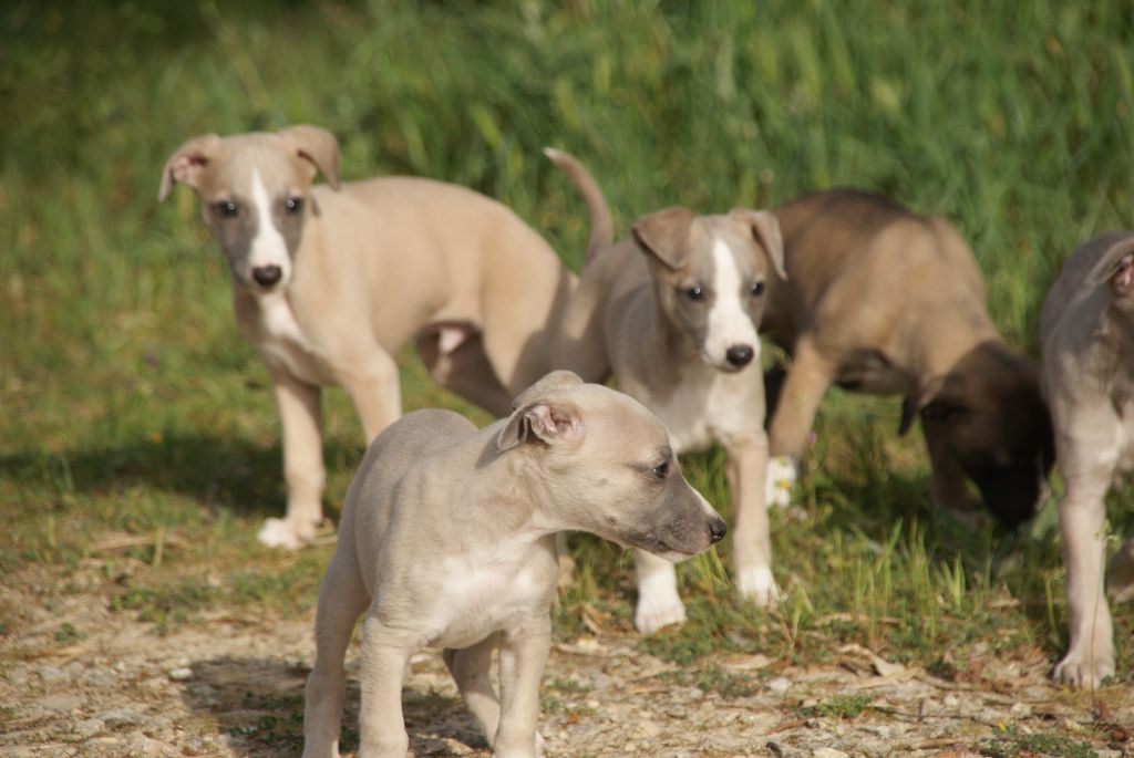 chiot Whippet Your Heart Of Gold