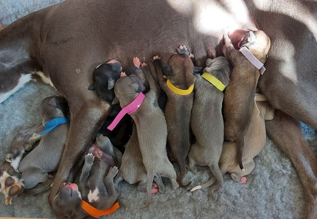 10 whippetons sont nés! Une magnifique portée!