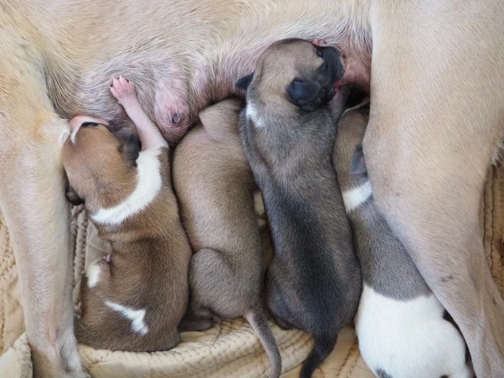 4 magnifiques bébés pour Loupita & Oxmo